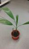 Vandut-Palm Washingtonia filifera