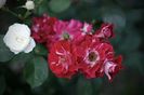 Pirouette (Lens)