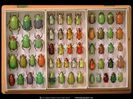insectar scolar