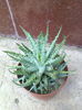 aloe humilis