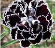 Dianthus Black 1ron