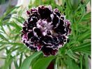 Dianthus Black 1ron