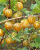 agris hinonmaky galben
