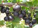 ach-Ribes-Josta