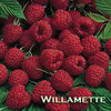 ach-willamete