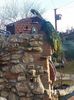 20160202_085403
