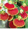 Calceolaria 0.5ron