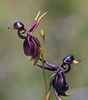 Flying Duck Orchid 2ron