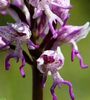 Pyramid Italian Orchid 2ron