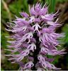 Pyramid Italian Orchid 2ron