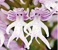 Pyramid Italian Orchid 2ron