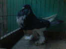 MASCUL2014vandut