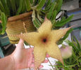 giganteia flower