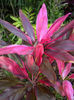 Cordyline