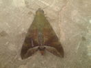 Comma Nephele Hawk-moth