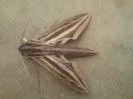 Silver-striped Hawk-Moth