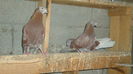 DSC07070