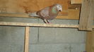 DSC07086