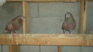 DSC07104