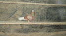 DSC07160