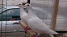 DSC_0951[1]