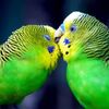 109295_d50ea7253ae4802cf2f7c0044548bd3e_mdsq