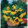 begonia-cascade-galbena-10lei