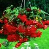 begonia-cascade-rosie-10lei