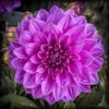 bulbi-dalii-lavender-perfection-16lei
