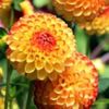 bulbi-dalii-Little-Beeswing-14lei