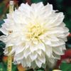 bulbi-dalii-white-perfection-14lei