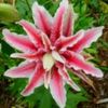 bulbi-crini-magic-star-15lei