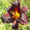 bulbi-hemerocallis-cocolate-candy-25lei