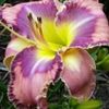 bulbi-hemerocallis-mildred-mitchell-17lei