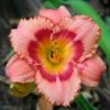 bulbi-hemerocallis-strawberry-candy-13lei