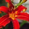 bulbi-hemerocallis-summy-russel-8lei