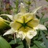bulbi-hymenocallis-suplhur-queen-15lei
