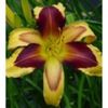 hemerocallis indiansky0-25lei