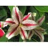 lilium_dizzzy-15lei