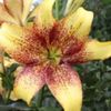 lilium_goldddenstone-12lei