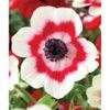 bulbi-anemone-bicolor-2lei