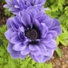 bulbi-anemone-Lord-Lieutenant-2,5lei