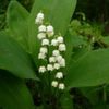 bulbi-convallaria-majalis-4lei