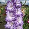 bulbi-gladiole-blue-frost-0-150x150