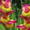 bulbi-gladiole-far-west-150x150