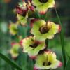 bulbi-gladiole-flevo-laguna-150x150