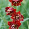 bulbi-gladiole-flevo-vito-0-150x150
