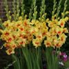 bulbi-gladiole-jester-150x150