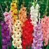 bulbi-gladiole-mixte-001-500x500