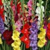 bulbi-gladiole-mixte-150x150